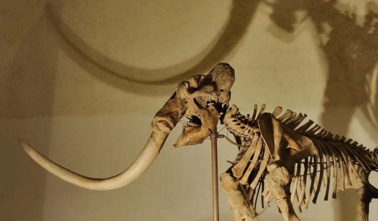 immagine dello scheletro del Mammuth al MuNDA