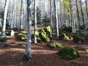 immagine per Giornata nazionale degli alberi: seminario Il tempo degli alberi
