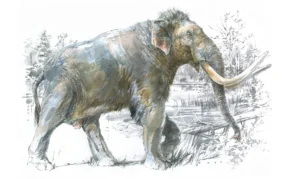 immagine per Il mammut del Castello