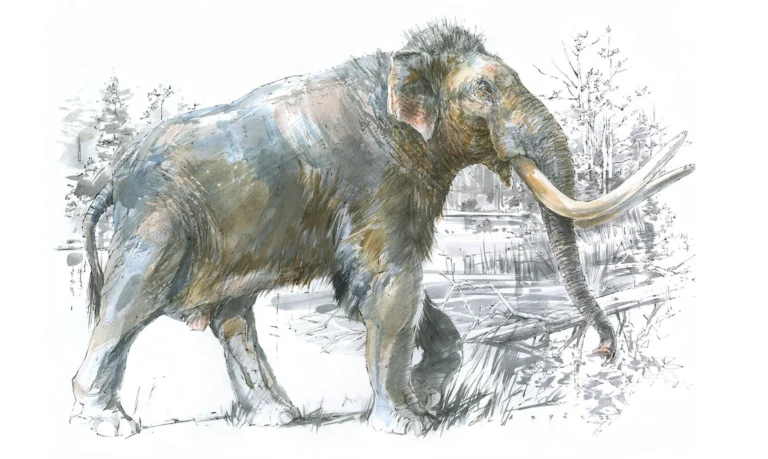 immagine per Il mammut del Castello