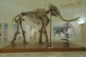 Immagine per 25 e 26 gennaio- chiusura del Mammut