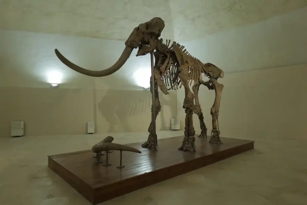 Immagine per Aperture del Mammut dall’11 gennaio fino al 4 maggio 2025
