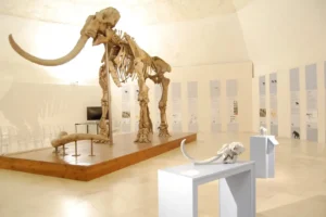 Immagine per Aperture del Mammut nel mese di Dicembre