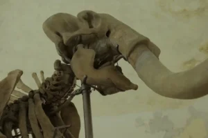 Immagine per Aperture del Mammut nel mese di Novembre