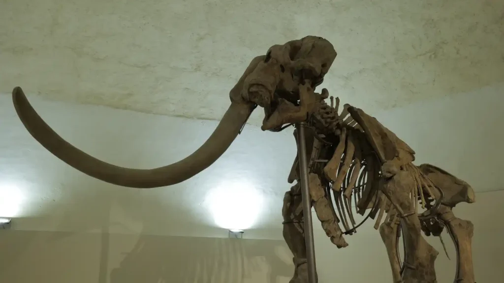 Immagine per Aperture del Mammut