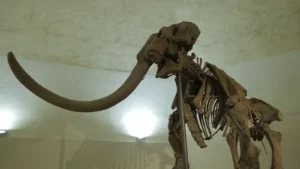 Immagine per Aperture del Mammut