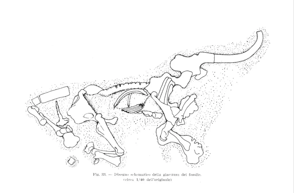 immagine per Disegno schematico della giacitura del fossile